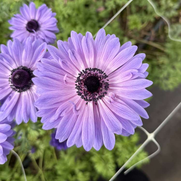 Anemon 'Levante Blu'